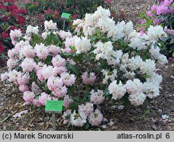 Rhododendron hort. Brigitte