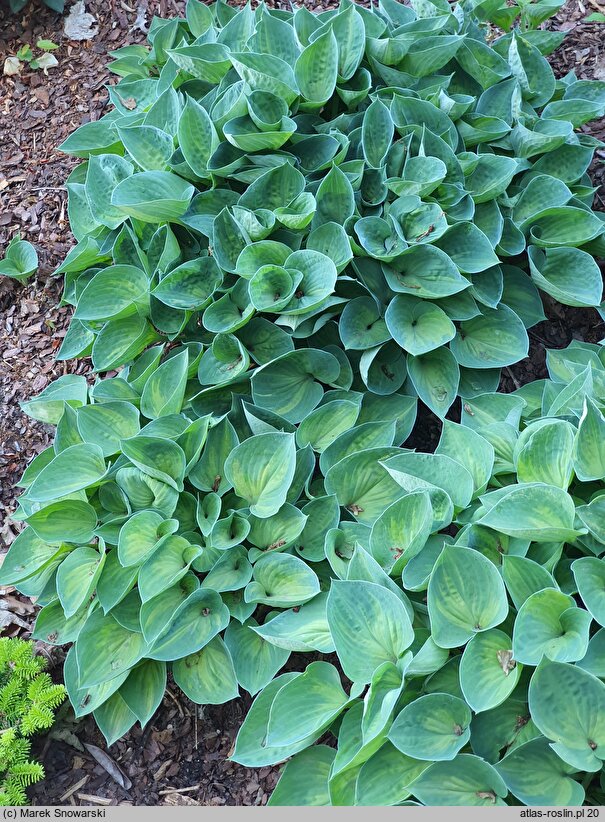 Hosta Dinky Donna