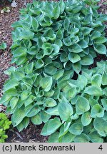 Hosta Dinky Donna