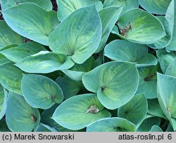 Hosta Dinky Donna