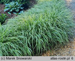 Hakonechloa macra Samurai