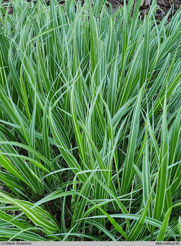 Hakonechloa macra Samurai