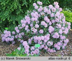 Rhododendron hort. Etzel
