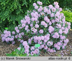 Rhododendron Etzel