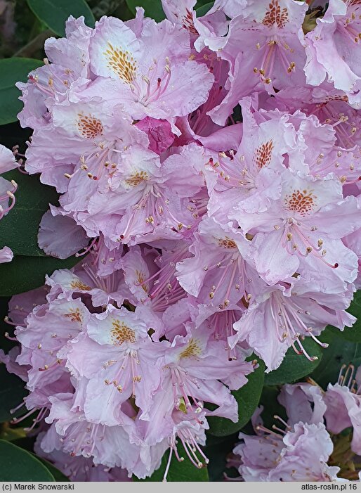 Rhododendron Etzel