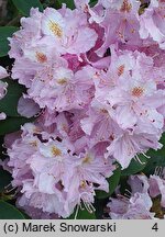 Rhododendron hort. Etzel