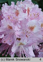Rhododendron hort. Etzel