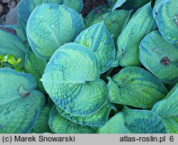 Hosta Cadillac