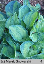 Hosta Cadillac