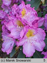 Rhododendron hort. Flamme