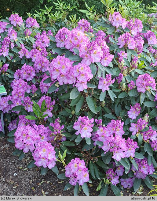 Rhododendron hort. Flamme