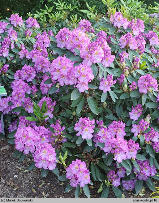 Rhododendron Flamme