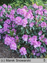 Rhododendron hort. Flamme