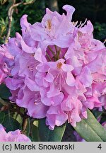 Rhododendron hort. Frau Martha Lentschke