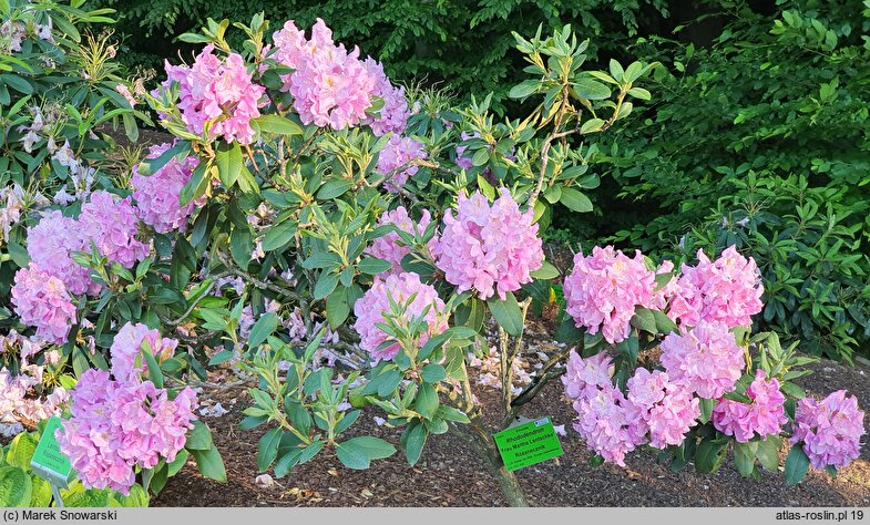Rhododendron hort. Frau Martha Lentschke