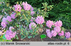 Rhododendron hort. Frau Martha Lentschke