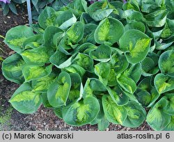 Hosta Sunset Grooves