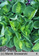 Hosta Sunset Grooves