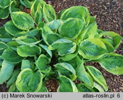 Hosta Captain's Adventure