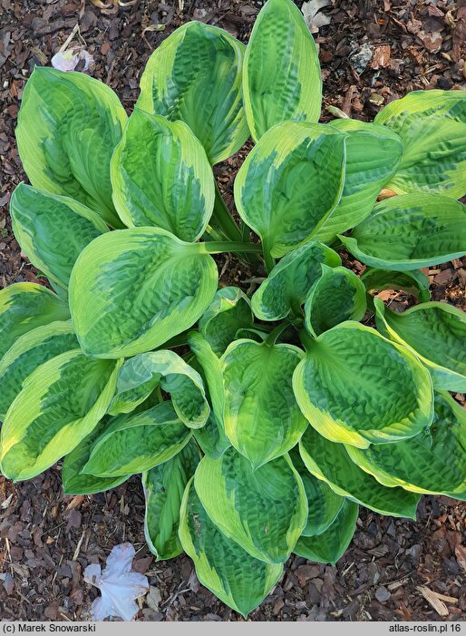 Hosta Captain's Adventure