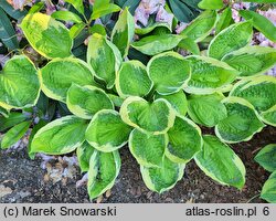 Hosta Captain's Adventure