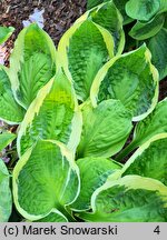 Hosta Captain's Adventure