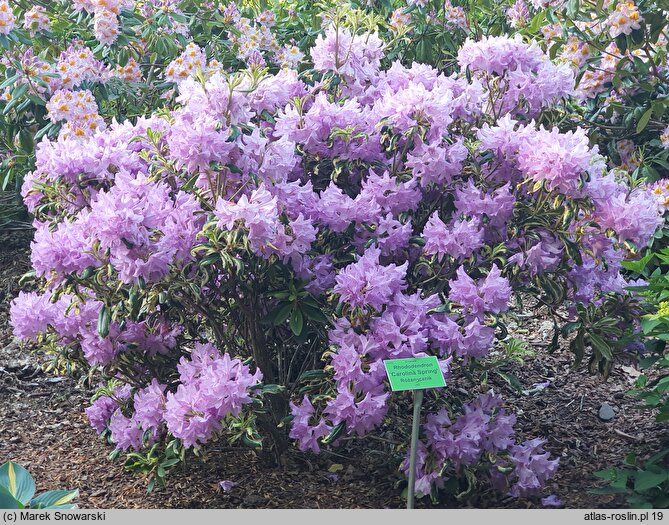 Rhododendron Carolina Spring