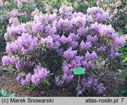 Rhododendron hort. Carolina Spring