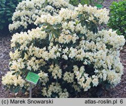 Rhododendron hort. Golden Torch
