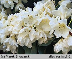 Rhododendron hort. Golden Torch
