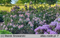 Rhododendron hort. Mrs. T.H. Lowinsky