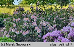 Rhododendron Mrs. T.H. Lowinsky