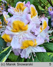 Rhododendron hort. Mrs. T.H. Lowinsky
