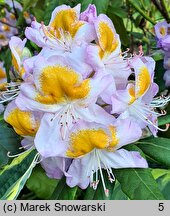 Rhododendron Mrs. T.H. Lowinsky