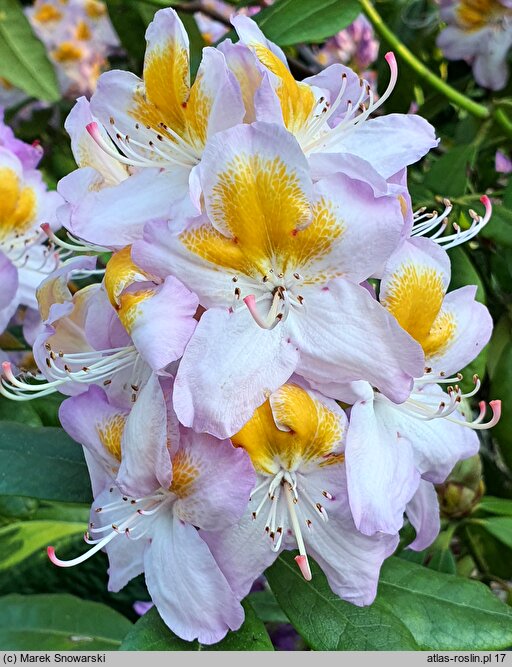 Rhododendron hort. Mrs. T.H. Lowinsky
