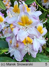 Rhododendron Mrs. T.H. Lowinsky