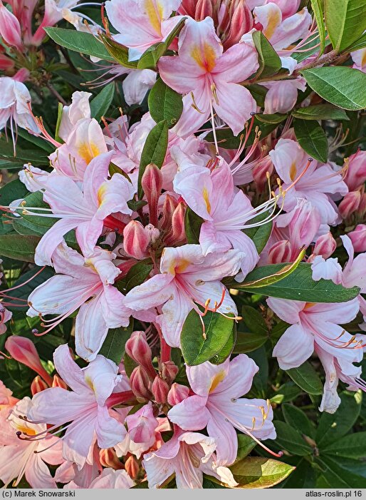 Rhododendron viscosum Juniduft