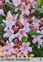 Rhododendron viscosum Juniduft