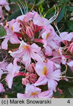 Rhododendron viscosum Juniduft