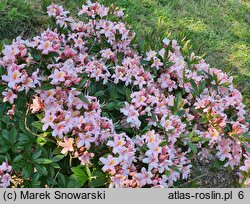 Rhododendron viscosum Juniduft