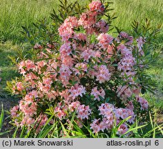 Rhododendron viscosum Juniduft