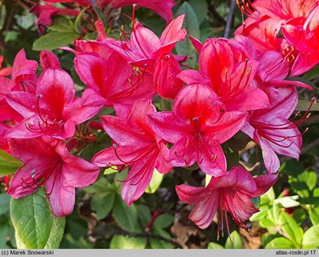Rhododendron viscosum Karminduft
