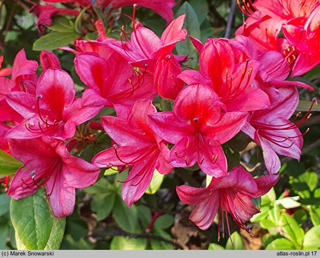 Rhododendron viscosum Karminduft