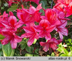 Rhododendron viscosum Karminduft