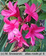 Rhododendron viscosum Karminduft