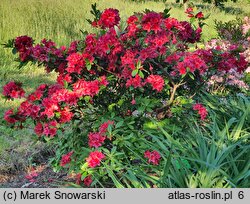 Rhododendron viscosum Karminduft