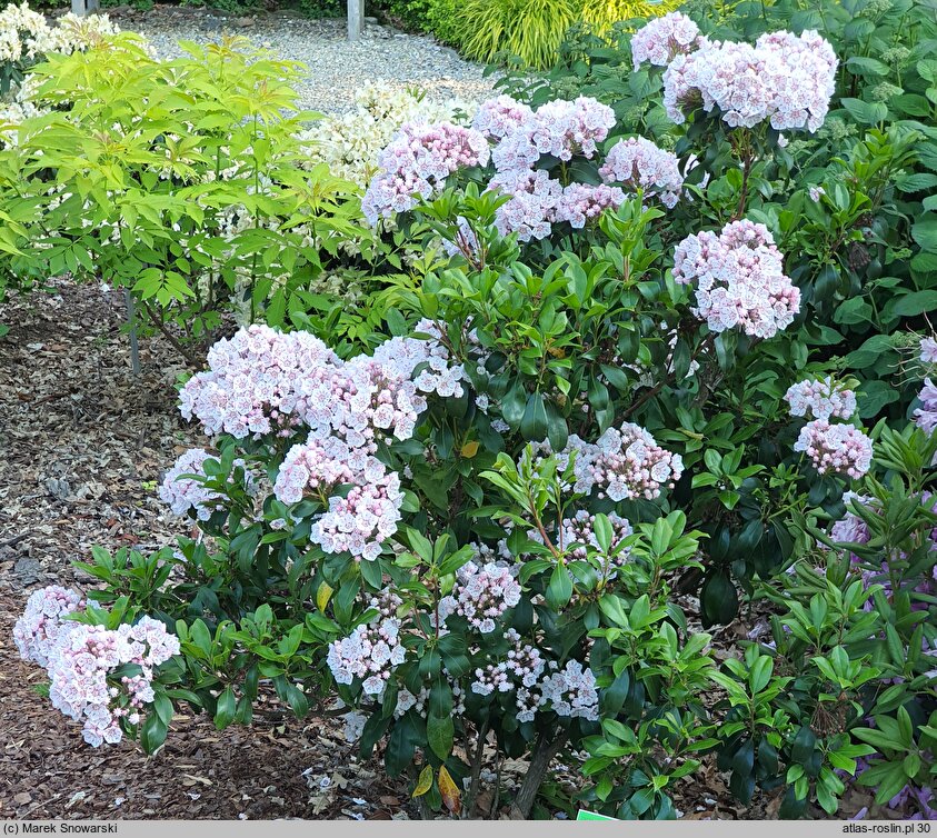 Kalmia latifolia Zebulon