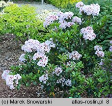 Kalmia latifolia Zebulon