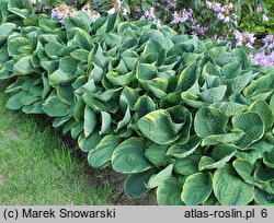 Hosta Christmas Tree