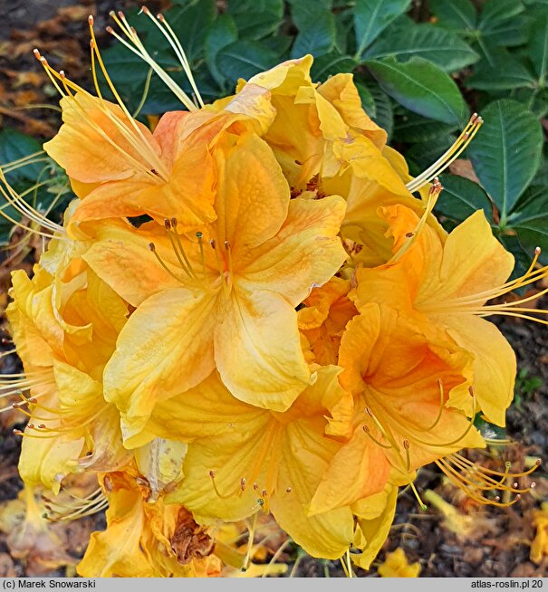 Rhododendron hort. Spanish Dancer